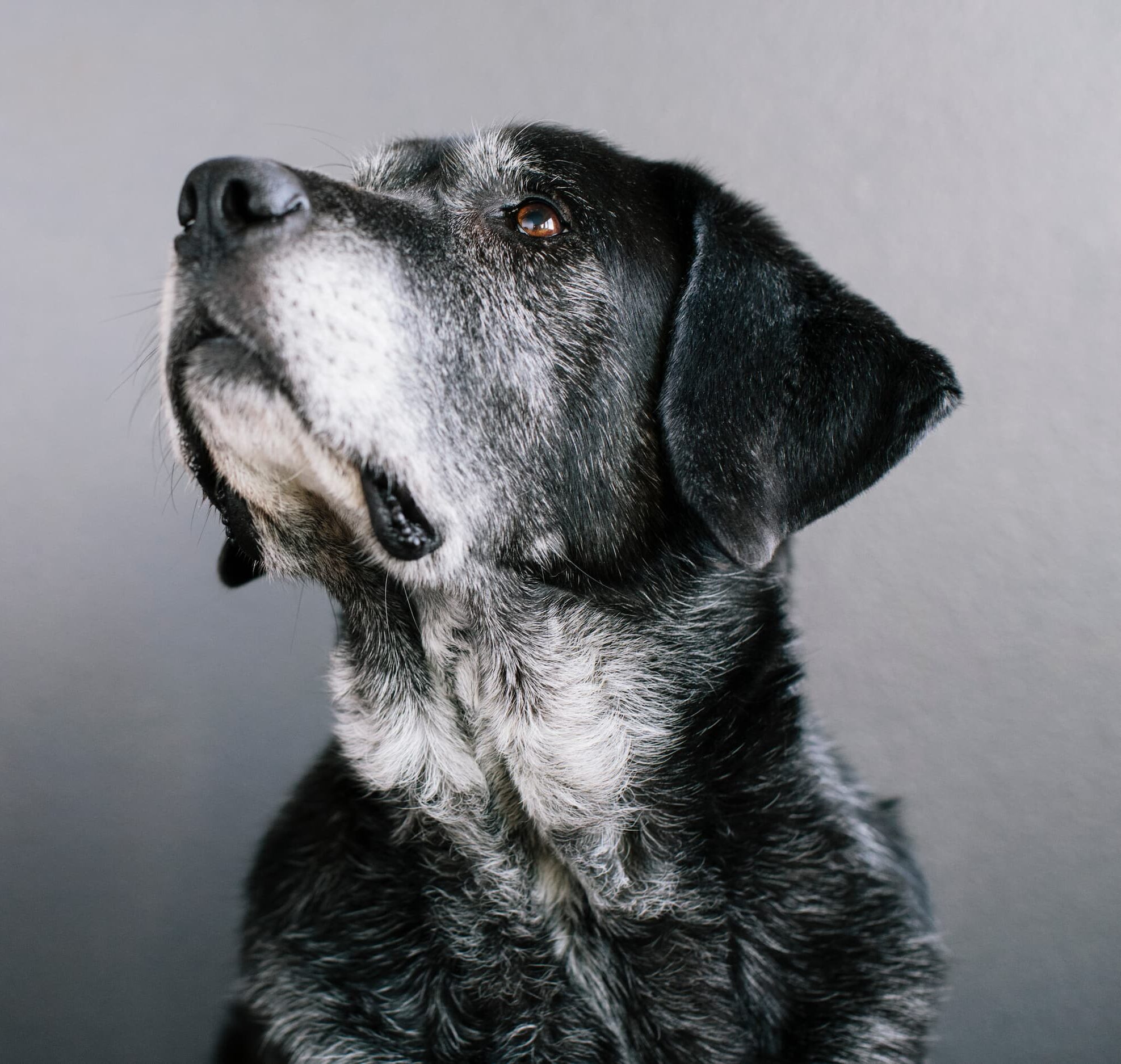 Senior Dog Portrait for Pet Memorial Tribute Senior black dog with grey beard and coat